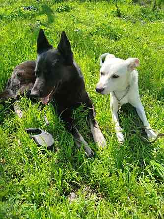 Щенок в добрые руки Донецк