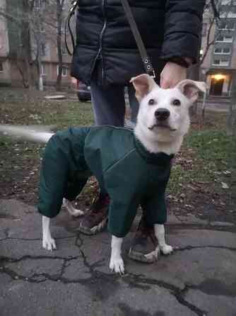 Щенок в добрые руки Донецк