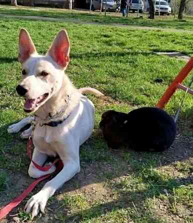 Щенок в добрые руки Донецк