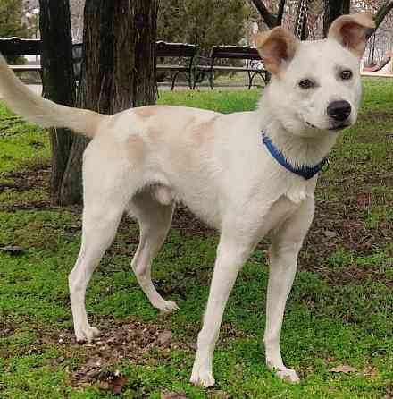 Щенок в добрые руки Донецк