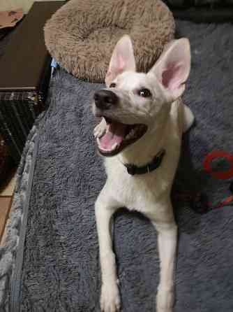 Щенок в добрые руки Донецк