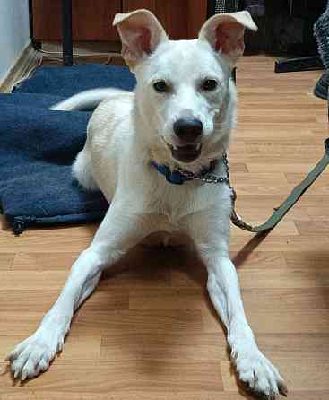 Щенок в добрые руки Донецк