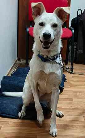 Щенок в добрые руки Донецк