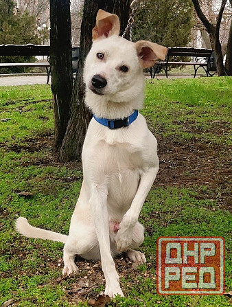 Щенок в добрые руки Донецк - изображение 5