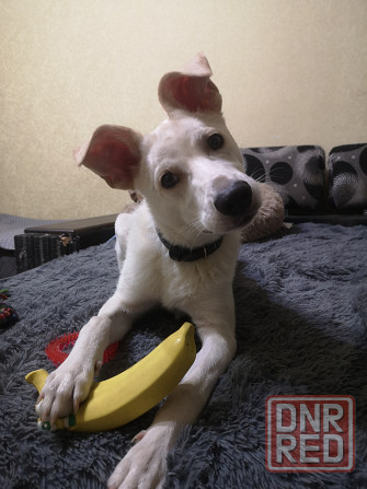 Щенок в добрые руки Донецк - изображение 3