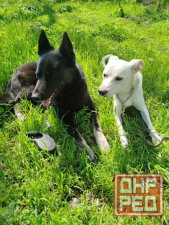 Щенок в добрые руки Донецк - изображение 6