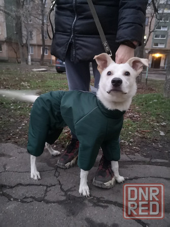 Щенок в добрые руки Донецк - изображение 1