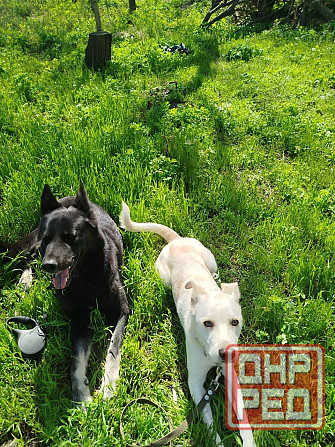 Щенок в добрые руки Донецк - изображение 7