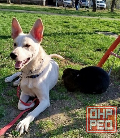 Щенок в добрые руки Донецк - изображение 3