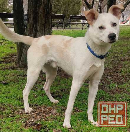 Щенок в добрые руки Донецк - изображение 4