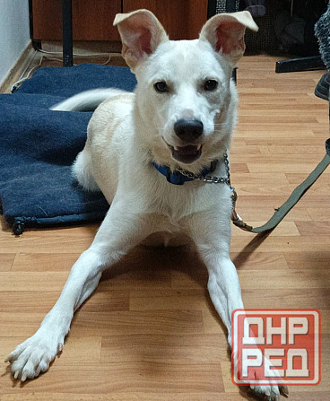 Щенок в добрые руки Донецк - изображение 2