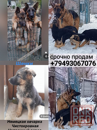Щенок подросший немецкая овчарка чистокровные Макеевка - изображение 1