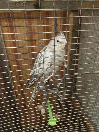 Попугаи кореллы Шахтерск