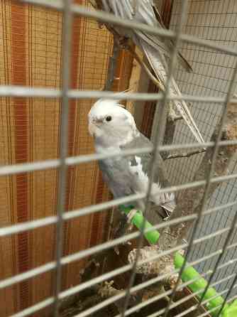 Попугаи кореллы Шахтерск