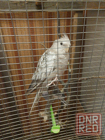 Попугаи кореллы Шахтерск - изображение 1