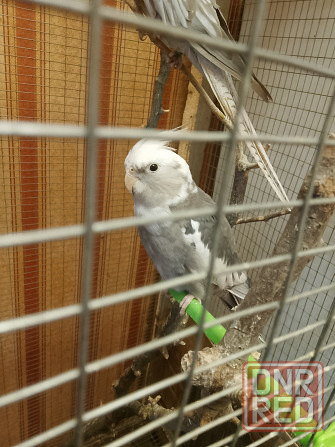 Попугаи кореллы Шахтерск - изображение 2