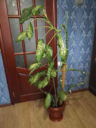 Дифенбахия для украшения офис Донецк