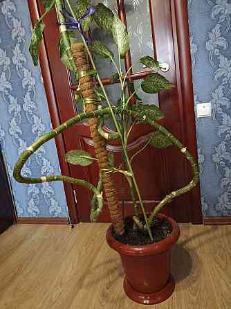 Дифенбахия для украшения офис Донецк