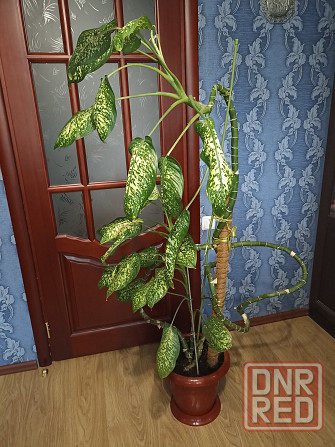 Дифенбахия для украшения офис Донецк - изображение 2