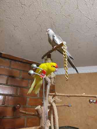 Ручная безщекая корелла, молодежь Донецк