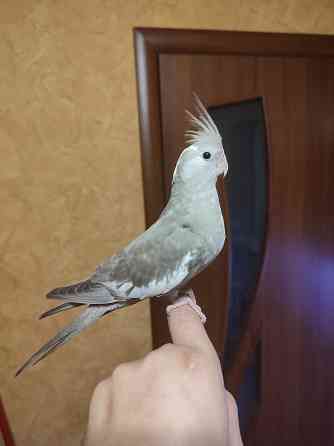 Ручная безщекая корелла, молодежь Донецк