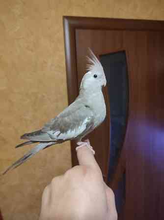 Ручная безщекая корелла, молодежь Донецк