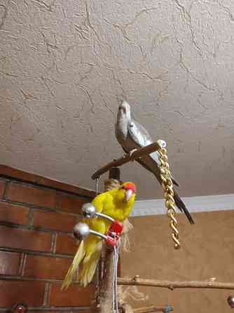 Ручная безщекая корелла, молодежь Донецк