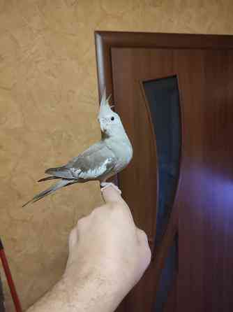 Ручная безщекая корелла, молодежь Донецк