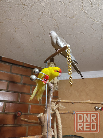 Ручная безщекая корелла, молодежь Донецк - изображение 4