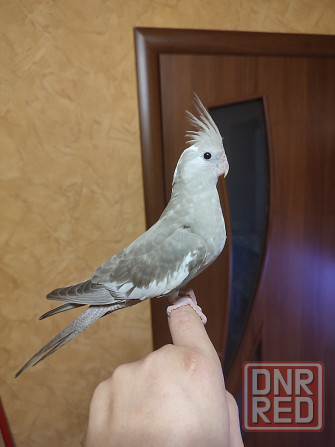 Ручная безщекая корелла, молодежь Донецк - изображение 3