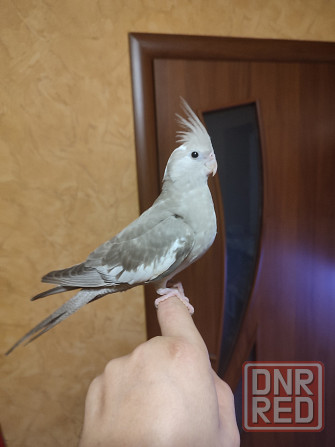 Ручная безщекая корелла, молодежь Донецк - изображение 1