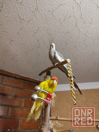 Ручная безщекая корелла, молодежь Донецк - изображение 5