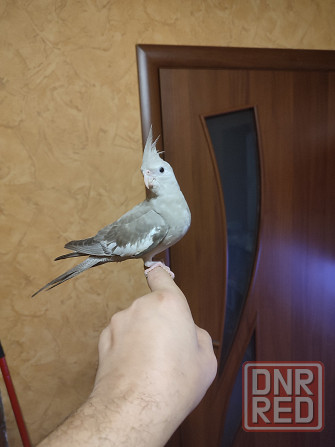 Ручная безщекая корелла, молодежь Донецк - изображение 2