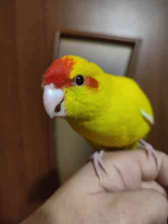 Ручные какарики, выкормыши Донецк