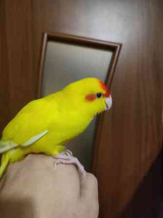 Ручные какарики, выкормыши Донецк