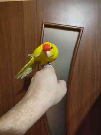 Ручные какарики, выкормыши Донецк