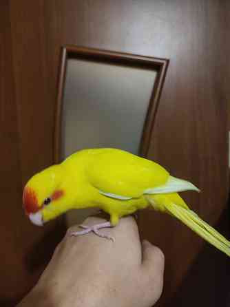 Ручные какарики, выкормыши Донецк