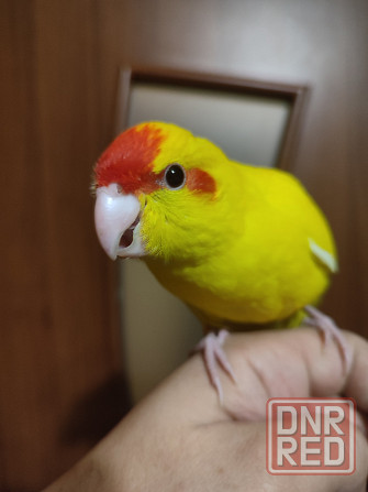 Ручные какарики, выкормыши Донецк - изображение 1