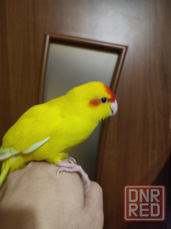 Ручные какарики, выкормыши Донецк - изображение 3