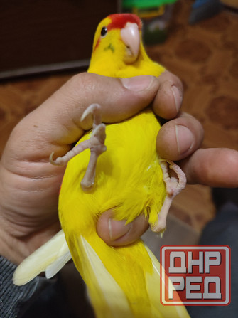 Ручные какарики, выкормыши Донецк - изображение 5