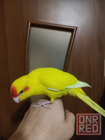 Ручные какарики, выкормыши Донецк - изображение 2