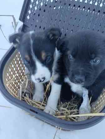 Отдадим в добрые руки Донецк