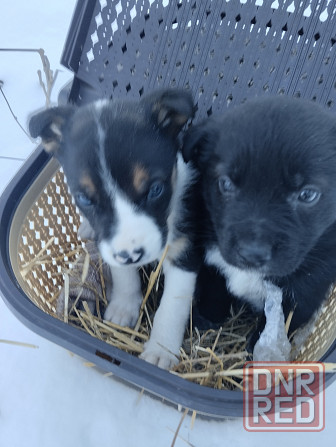 Отдадим в добрые руки Донецк - изображение 1