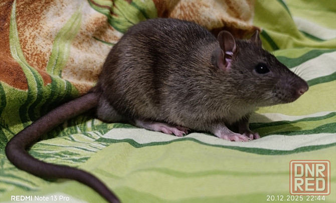 Мальчик крысенок стандарт Макеевка - изображение 1