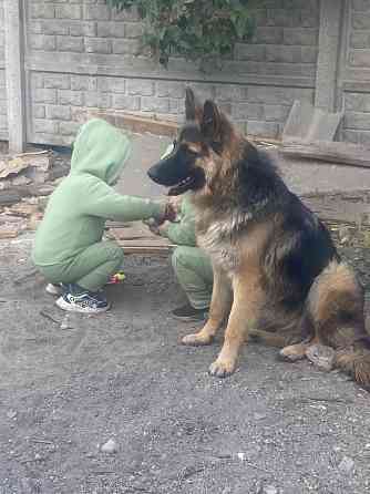 Немецкая овчарка Дебальцево