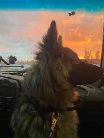 Немецкая овчарка Дебальцево