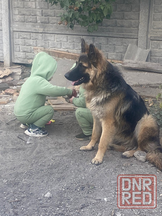 Немецкая овчарка Дебальцево - изображение 1