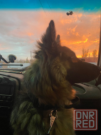 Немецкая овчарка Дебальцево - изображение 2