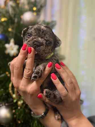 Продадим 5 великолепных щенков породы французский бульдог!!! Все документы + прививки,доставка есть Енакиево