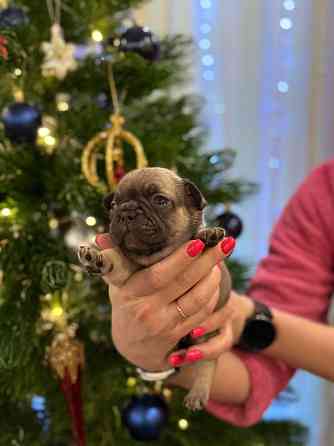 Продадим 5 великолепных щенков породы французский бульдог!!! Все документы + прививки,доставка есть Енакиево